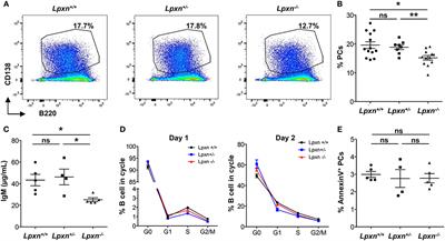 Leupaxin Expression Is Dispensable for B Cell Immune Responses